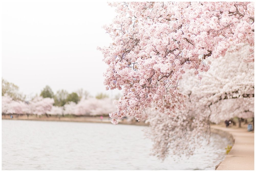emily-belson-photography-cherry-blossom-dc-jessica-12.jpg