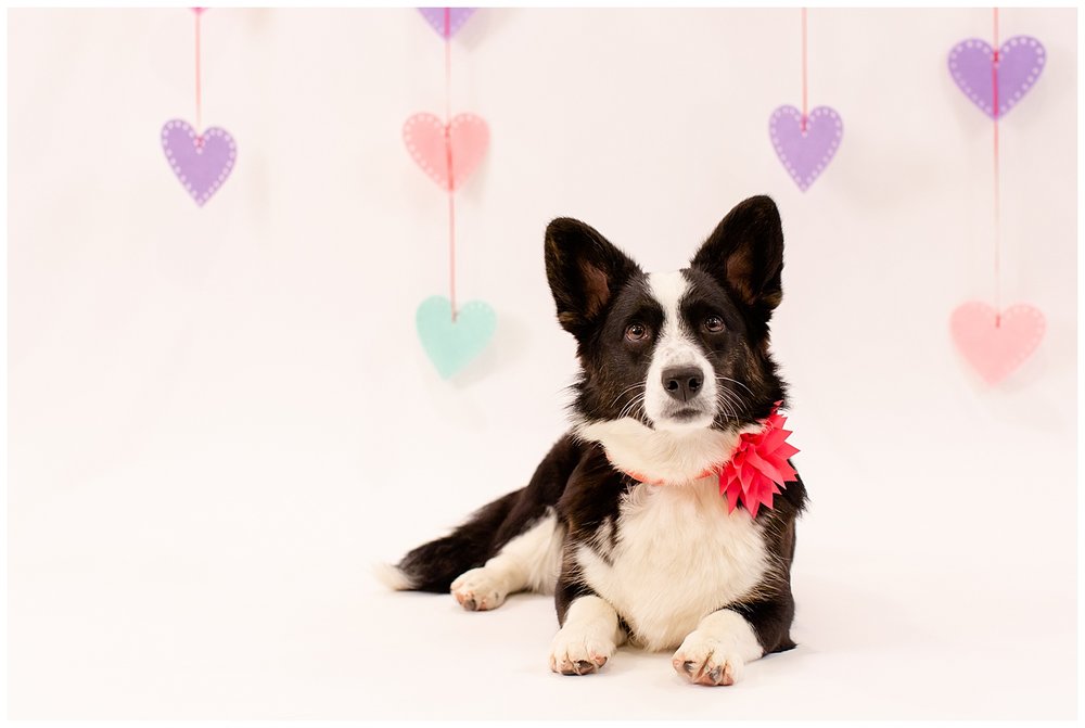 emily-belson-photography-couple-dog-valentine-photoshoot-10.jpg